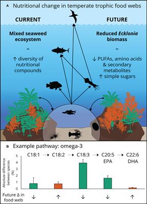 Changing nutritional seascapes of kelp forests